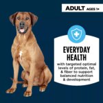 Authority Everyday Health Tender Blends Adult Dry Dog Food - Beef & Rice - Image 3