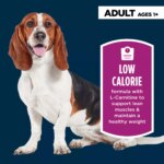 Authority Healthy Weight Adult Dog Dry Food - Chicken & Rice - Image 3