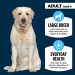Authority? Everyday Health Large Breed Adult Dry Dog Food - Chicken & Rice - Image 3