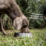 Bil-Jac 30/20 Performance All Life Stages Dry Dog Food - Chicken - Image 7