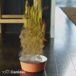 Canidae Pure Adult Dry Dog Food - Real Beef & Barley - Image 2