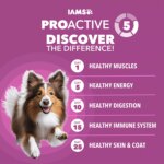 IAMS? Proactive Health Senior Dry Dog Food - Healthy Aging, Chicken & Whole Grains - Image 5