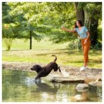 Nature's Recipe Adult Dry Dog Food - Chicken, Sweet Potato, Pumpkin - Image 6