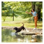 Nature's Recipe Adult Dry Dog Food - Salmon, Sweet Potato, Pumpkin - Image 6