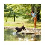 Nature's Recipe All Life Stage Dry Dog Food - Salmon, Sweet Potato & Pumpkin - Image 6