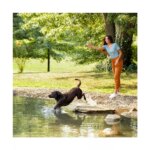 Nature's Recipe Dry Dog Food Adult - Lamb, Rice - Image 6