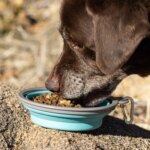 Nulo Raw Medley Kibble Plus Freeze Dried Pieces Adult Dog Food - Large Breed, Beef & Sweet Potato - Image 10