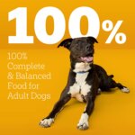 Pedigree High Protein Adult Dog Food Beef and Lamb 44 LB - Image 3