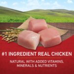 Purina ONE? SmartBlend Everyday Nutrition Adult Dog Dry Food - Chicken, High-Protein - Image 4