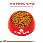 Royal Canin Adult Dry Dog Food - Chihuahua Breed Health Nutrition - Image 2
