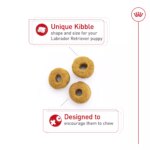 Royal Canin Breed Health Nutrition Labrador Retriever Puppy Dry Dog Food - Image 3