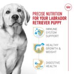 Royal Canin Breed Health Nutrition Labrador Retriever Puppy Dry Dog Food - Image 5