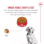 Royal Canin Breed Health Nutrition Labrador Retriever Puppy Dry Dog Food - Image 6