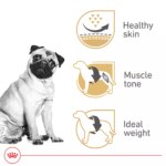 Royal Canin Breed Health Nutrition Pug Adult Dry Dog Food - Image 3