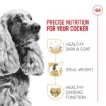 Royal Canin Cocker Spaniel Medium Breed Adult Dry Dog Food - Skin & Coat Health - Image 2