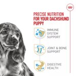 Royal Canin Puppy Dry Dog Food - Dachshund Breed Health Nutrition, 2.5 lb - Image 3