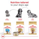 Royal Canin Puppy Dry Dog Food - Dachshund Breed Health Nutrition, 2.5 lb - Image 7