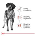 Royal Canin Size Health Nutrition Medium Breed Adult Dry Dog Food - Image 3