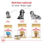 Royal Canin? Breed Health Nutrition? Dachshund Breed Specific Adult Dog Dry Food - Image 7