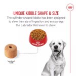Royal Canin? Breed Health Nutrition? Labrador Retriever Adult Dog Dry Food - Image 4