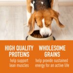 Simply Nourish Source Adult - High Protein, Salmon & Grain - Image 3