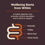 Wellness Core Digestive Health Adult Dry Dog Food - With-Grain, Chicken & Brown Rice - Image 7