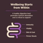 Wellness Core Digestive Health Senior Dry Dog Food - Hip & Joint, Chicken - Image 7