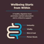 Wellness(r) CORE(r) Digestive Health Adult Dry Dog Food - With-Grain, Whitefish & Brown Rice - Image 7